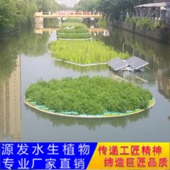 冠县浮岛种植三周后效果图