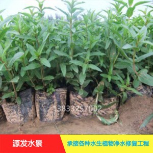 源发承接各种水生植物净水绿化工程  千屈菜  绿化工程