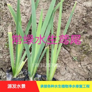 源发承接各种水生植物净水绿化工程  水生鸢尾