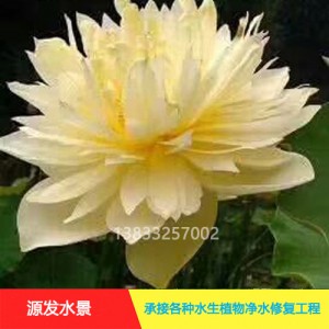 源发承接各种水生植物净水绿化工程  荷花苗