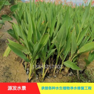 源发承接各种水生植物净水绿化工程  水生鸢尾