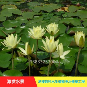 源发承接各种水生植物净水绿化工程  睡莲苗 绿化工程