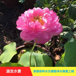 源发承接各种水生植物净水绿化工程  荷花苗