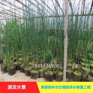 源发承接各种水生植物净水绿化工程  盆栽植物