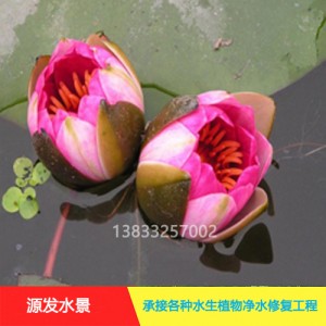 源发承接各种水生植物净水绿化工程  睡莲苗 绿化工程