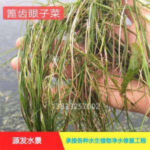 源发承接各种水生植物净水绿化工程  沉水植物