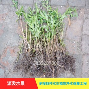 源发承接各种水生植物净水绿化工程  千屈菜  绿化工程