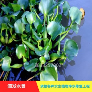 源发承接各种水生植物净水绿化工程 浮水植物