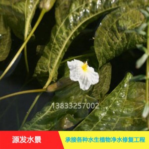 源发承接各种水生植物净水绿化工程 浮水植物