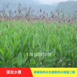 源发承接各种水生植物净水绿化工程  再力花  绿化工程