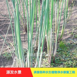 源发承接各种水生植物净水绿化工程  水葱
