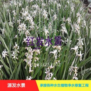 源发承接各种水生植物净水绿化工程  水生鸢尾