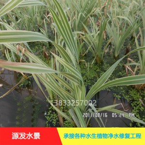 源发承接各种水生植物净水绿化工程  香蒲