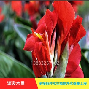 源发承接各种水生植物净水绿化工程  美人蕉