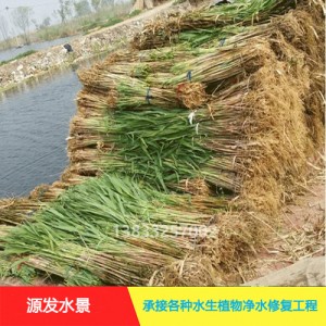 源发承接各种水生植物净水绿化工程  芦苇