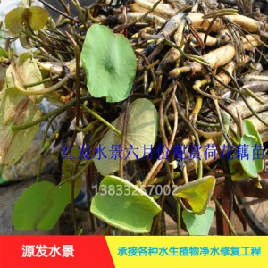 源发承接各种水生植物净水绿化工程  荷花苗