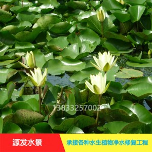 源发承接各种水生植物净水绿化工程  睡莲 绿化工程