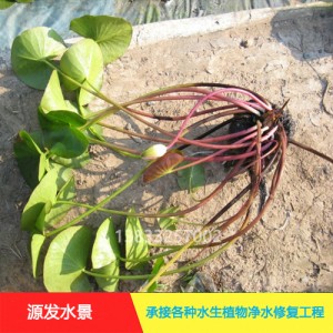 源发承接各种水生植物净水绿化工程  睡莲 绿化工程