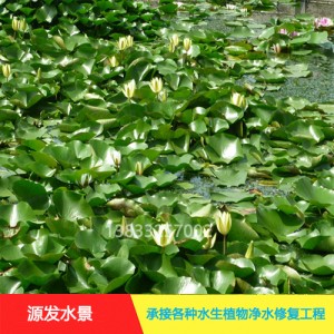 源发承接各种水生植物净水绿化工程  睡莲 绿化工程