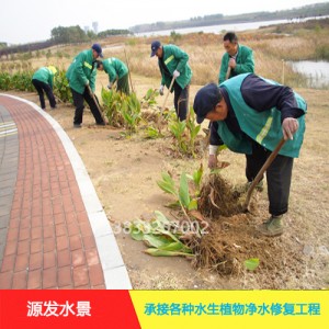 源发承接各种水生植物净水绿化工程  美人蕉