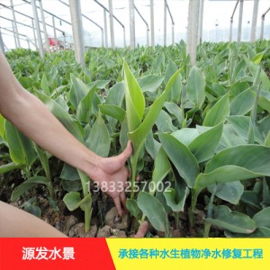 源发承接各种水生植物净水绿化工程  美人蕉