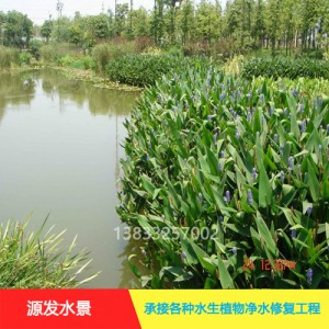 源发承接各种水生植物净水绿化工程  梭鱼草  绿化工程