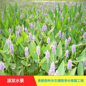 源发承接各种水生植物净水绿化工程  梭鱼草  绿化工程