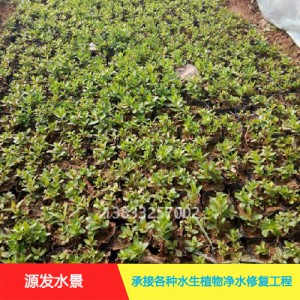 源发承接各种水生植物净水绿化工程  千屈菜  绿化工程