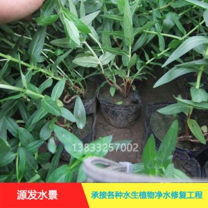 源发承接各种水生植物净水绿化工程  千屈菜  绿化工程