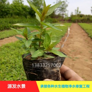 源发承接各种水生植物净水绿化工程  千屈菜  绿化工程