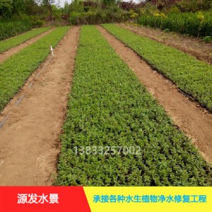 源发承接各种水生植物净水绿化工程  千屈菜  绿化工程