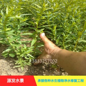 源发承接各种水生植物净水绿化工程  千屈菜  绿化工程