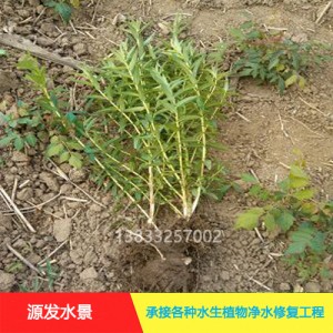 源发承接各种水生植物净水绿化工程  千屈菜  绿化工程