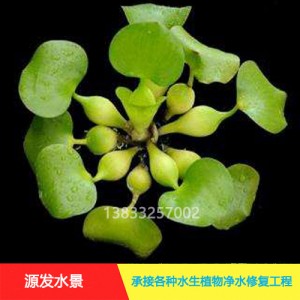 源发承接各种水生植物净水绿化工程 浮水植物 眼子菜