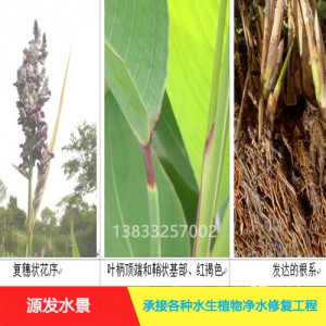 源发承接各种水生植物净水绿化工程  再力花  绿化工程