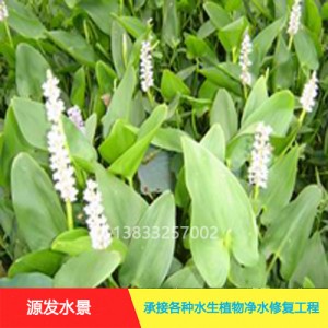 源发承接各种水生植物净水绿化工程  再力花  绿化工程