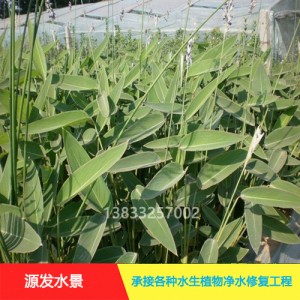 源发承接各种水生植物净水绿化工程  再力花  绿化工程