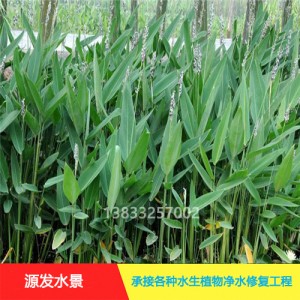 源发承接各种水生植物净水绿化工程  再力花  绿化工程