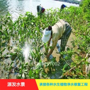 源发承接各种水生植物净水绿化工程  再力花  绿化工程