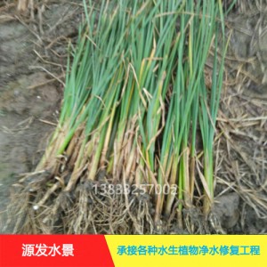 源发承接各种水生植物净水绿化工程  香蒲