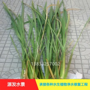 源发承接各种水生植物净水绿化工程  香蒲