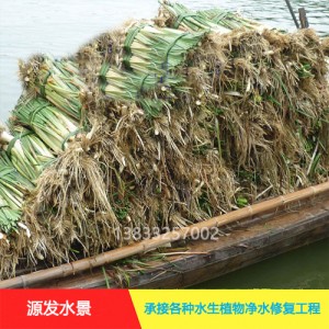 源发承接各种水生植物净水绿化工程  香蒲