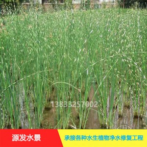 源发承接各种水生植物净水绿化工程  水葱