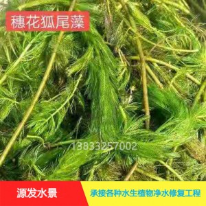 源发承接各种水生植物净水绿化工程  沉水植物