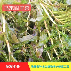 源发承接各种水生植物净水绿化工程  沉水植物