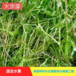 源发承接各种水生植物净水绿化工程  沉水植物