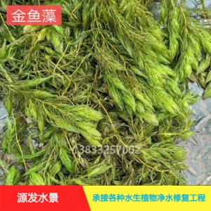 源发承接各种水生植物净水绿化工程  沉水植物