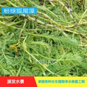 源发承接各种水生植物净水绿化工程  沉水植物