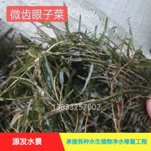 源发承接各种水生植物净水绿化工程  沉水植物