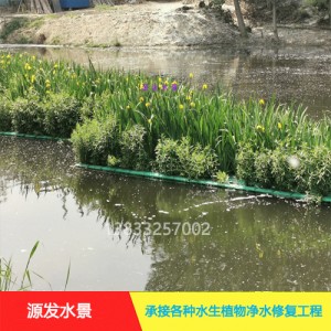 源发承接各种水生植物净水绿化工程  生态浮岛